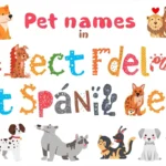 Pet Names in Spanish