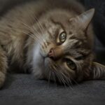 Cat or Caught – What’s the Correct Spelling?